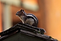 Eastern Chipmunk